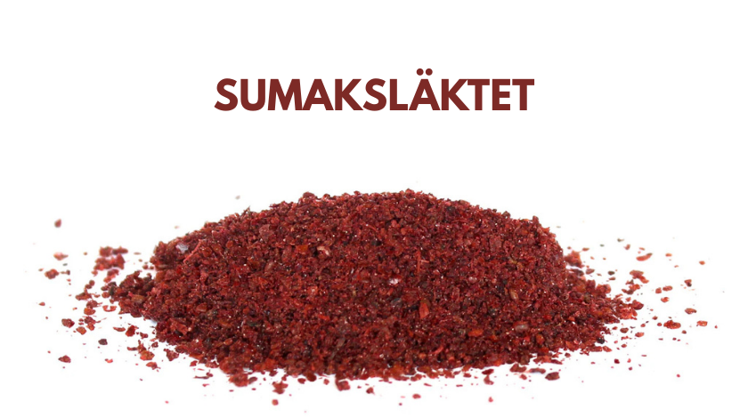 sumaksläktet
