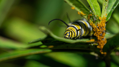 herona marathus caterpillar