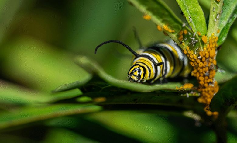 herona marathus caterpillar