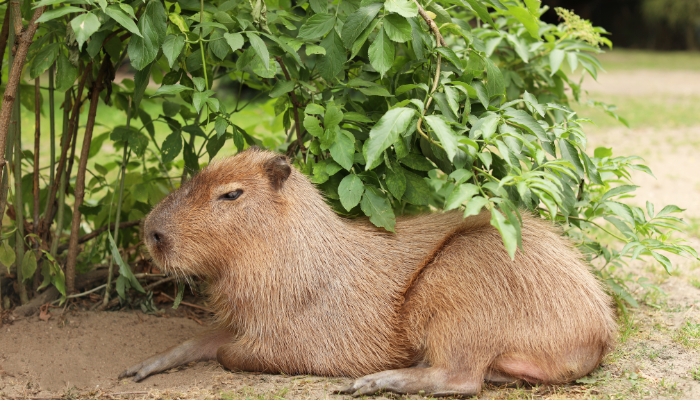 Cadibara: Habitat, Behavior, Diet, and Unique Traits